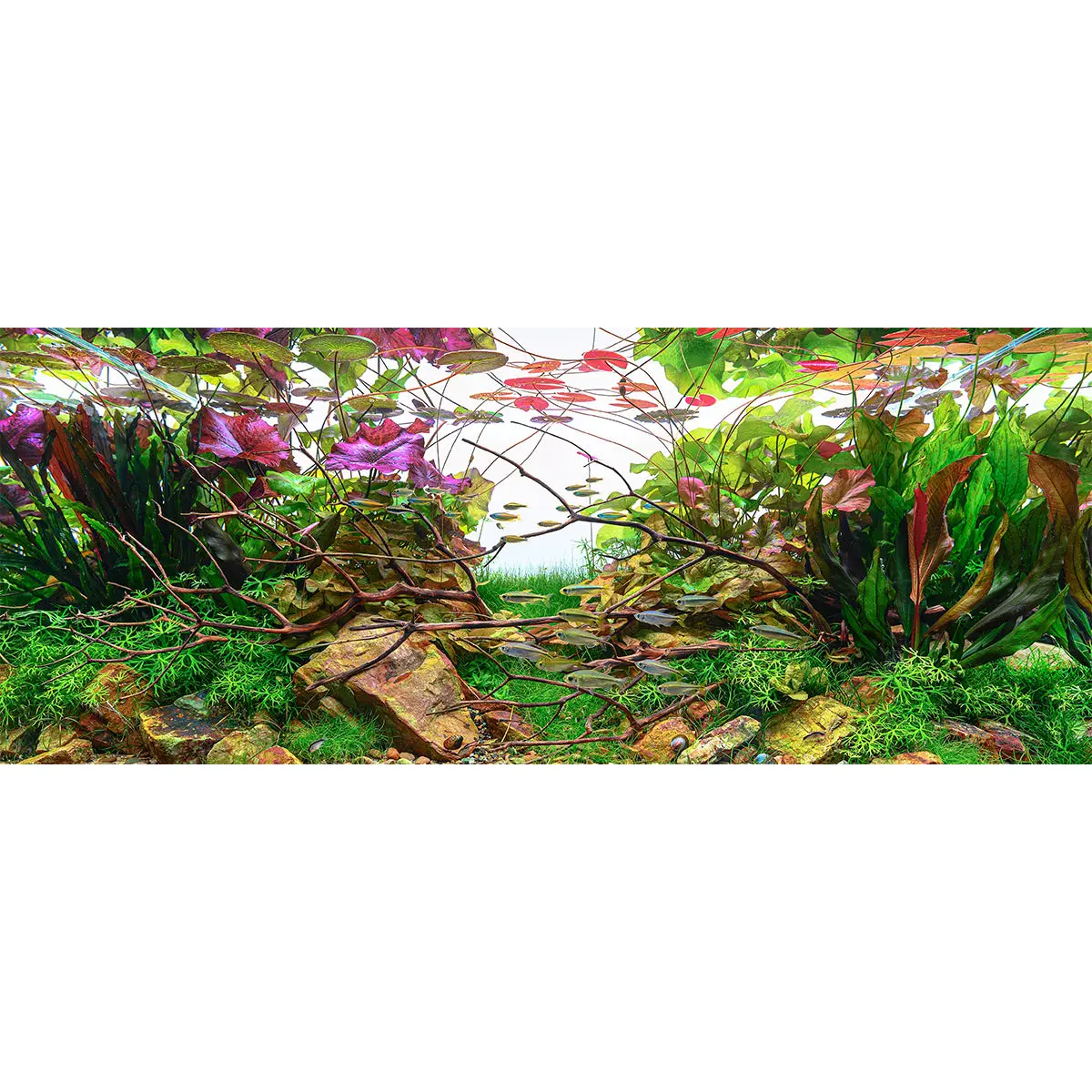 Chihiros Aquarium Acrylic UV Print POD – DISCONTINUED (FOR DISPLAY ONLY) - Image 4