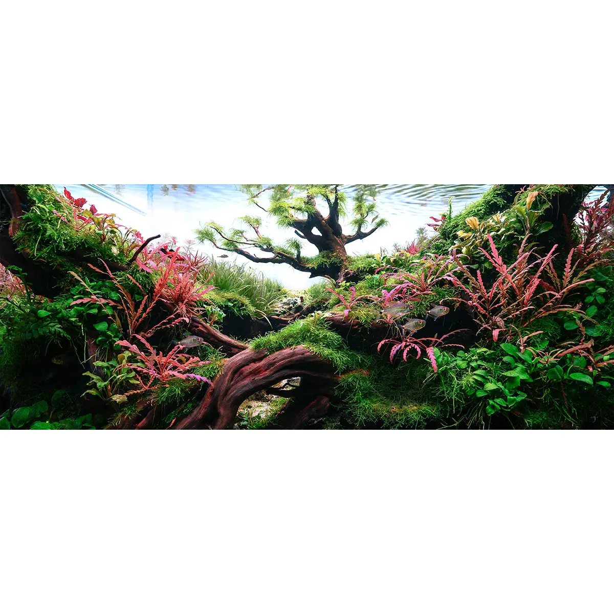 Chihiros Aquarium Acrylic UV Print POD – DISCONTINUED (FOR DISPLAY ONLY) - Image 5
