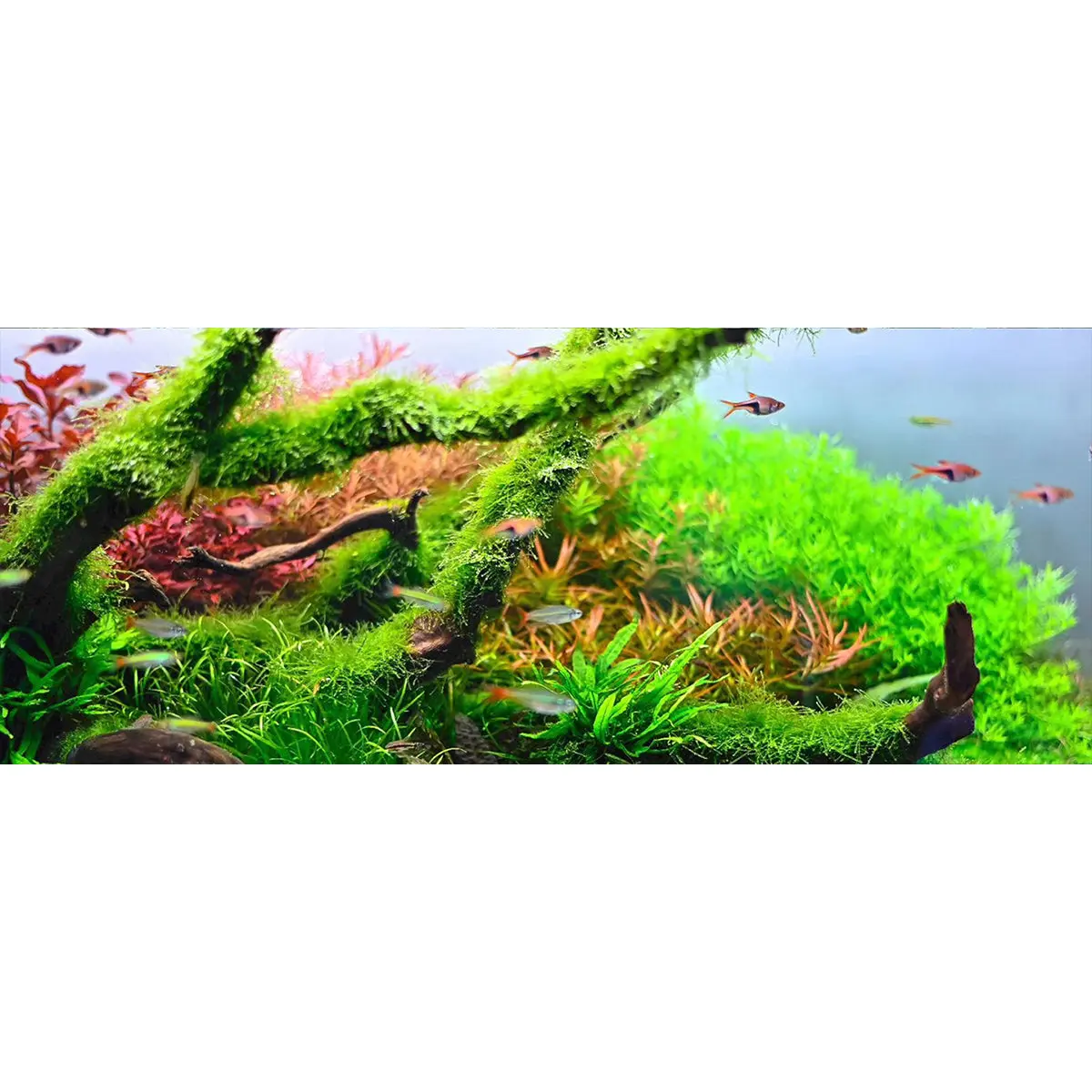 Chihiros Aquarium Acrylic UV Print POD – DISCONTINUED (FOR DISPLAY ONLY) - Image 6