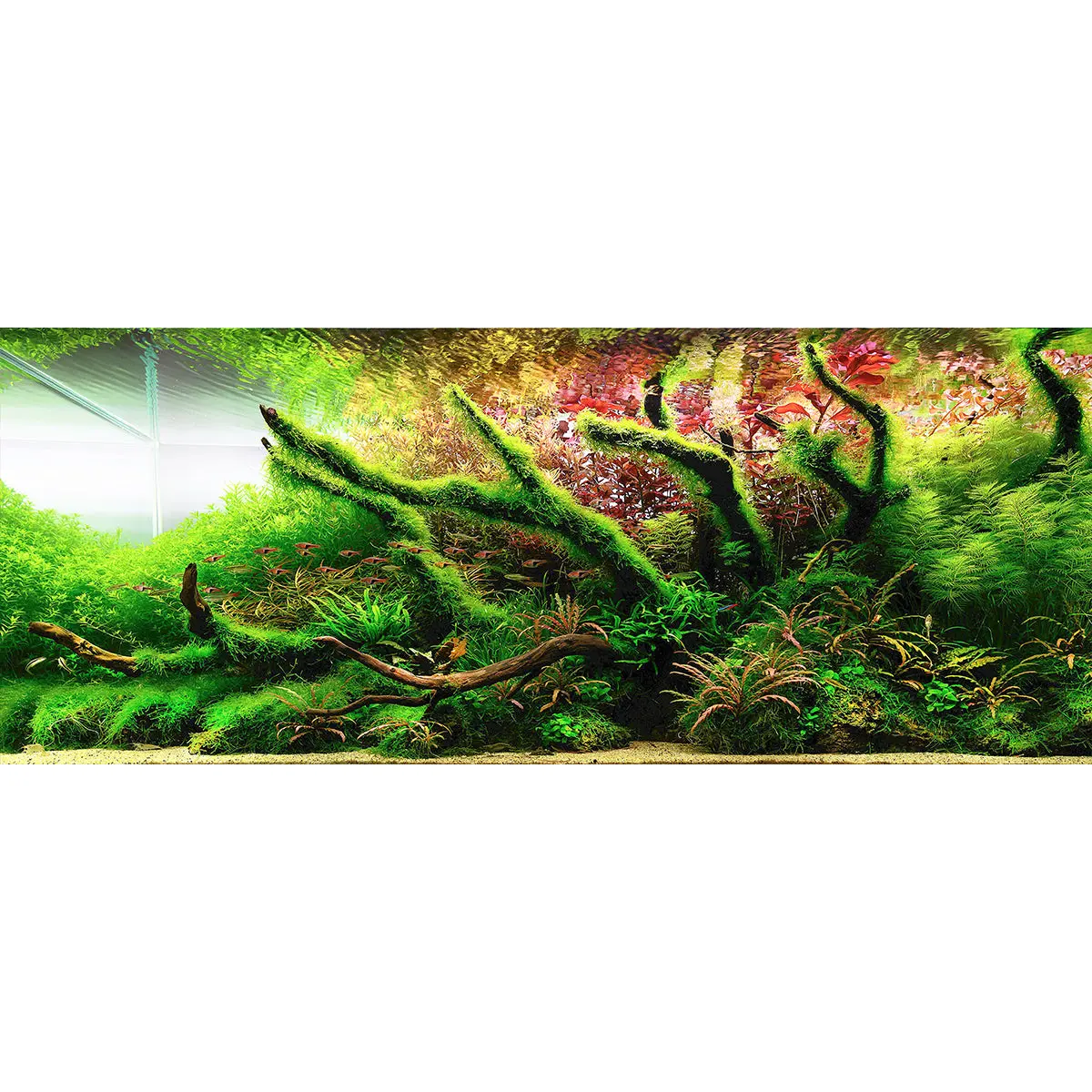 Chihiros Aquarium Acrylic UV Print POD – DISCONTINUED (FOR DISPLAY ONLY) - Image 7