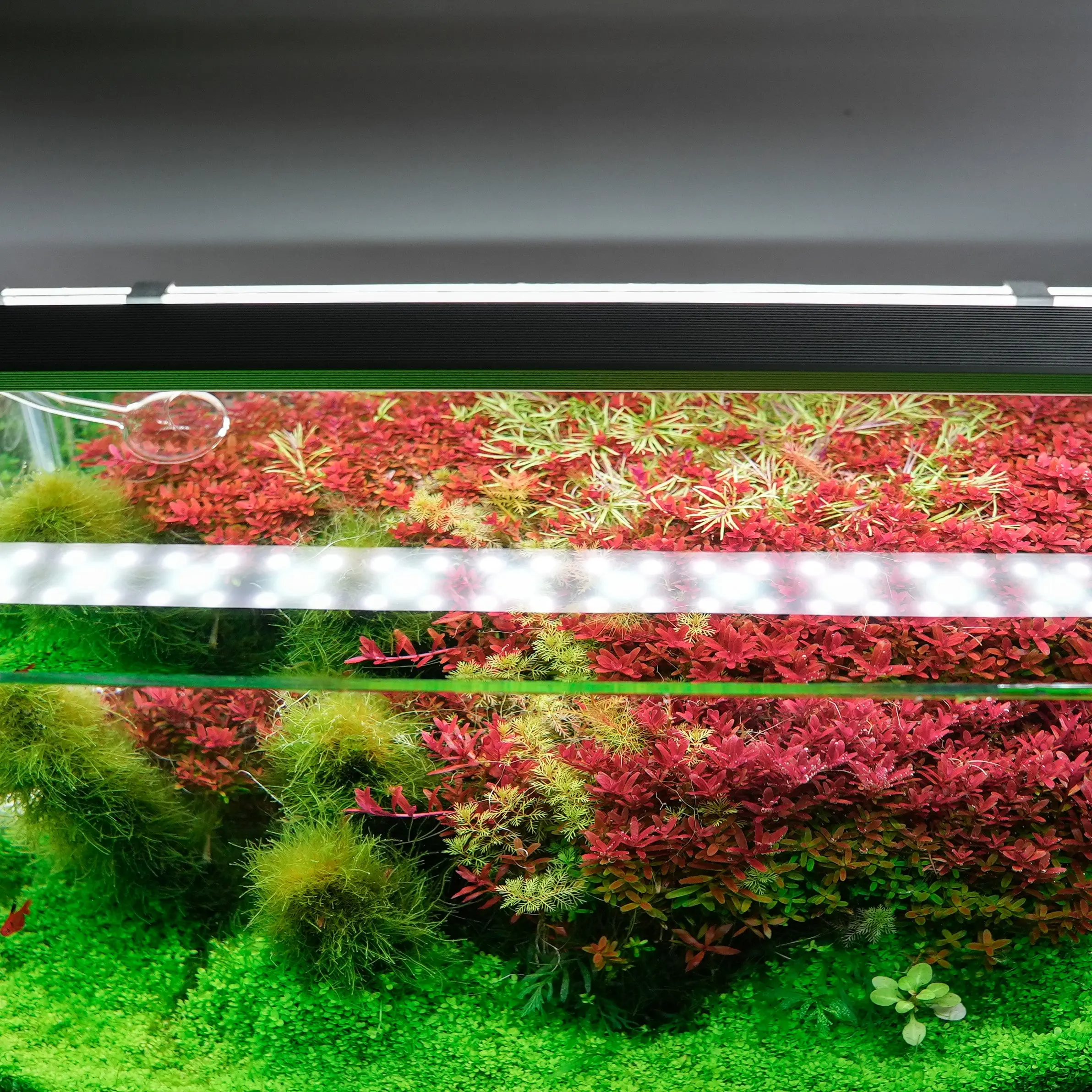 Chihiros B Series LED Light - Image 11