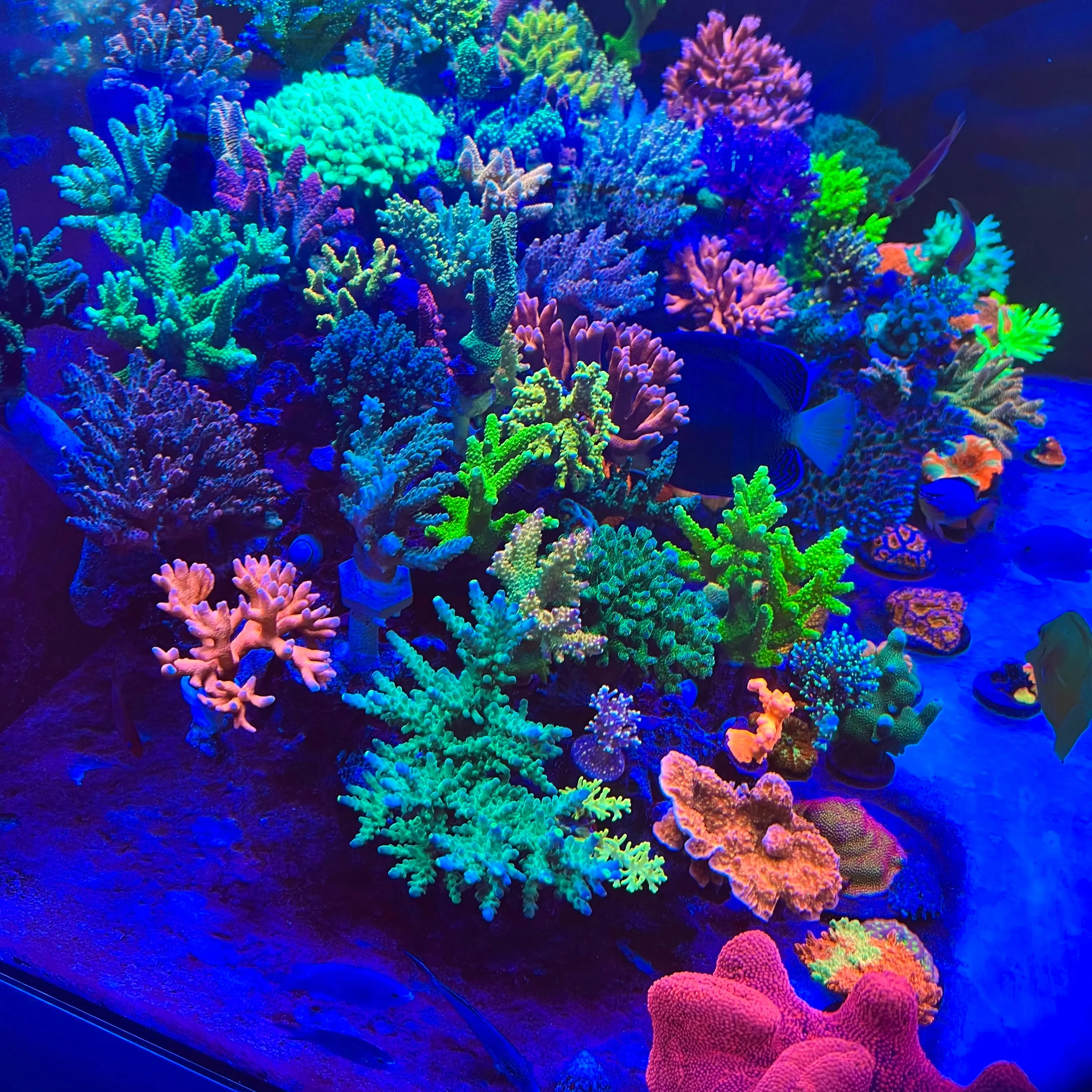 Chihiros Saltwater Nova 1 LED Light - Image 9
